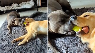 Silly Doggies Each Refuse To Give Up Favorite Toy