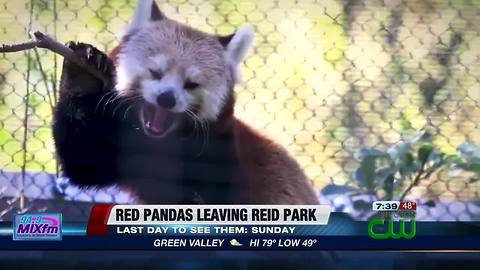 Final Chance to see Red Pandas at Reid Park Zoo