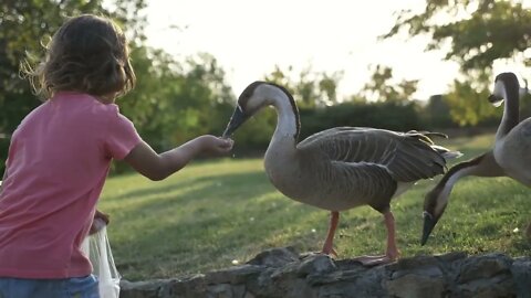 Cute little girl feeding wild geese at green summer meadow59849