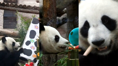 Moscow Zoo Held A Birthday Party For Two Giant Pandas