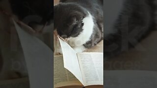 the cat read book