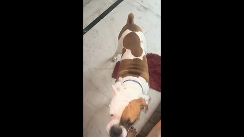 Funny boxer dog