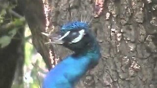 Mystery Peacock