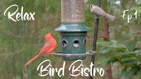 Relax at the Bird Bistro