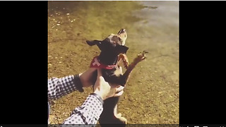 Puppy Air-Paddles During First Swimming Experience