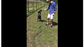 Angry little goat tries to headbutt human