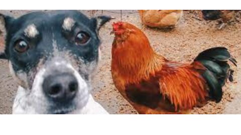 Dog VS Chicken Fight - Funny Dog Fight Vide