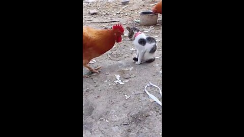 My cat and hen (cock) are bestfriends they enjoy their life
