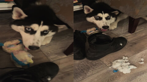 Sneaky Husky Destroys Toys While nobody Sees