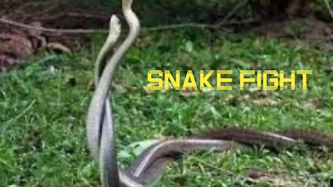 Discovery - Wild Snakes tangled, snake fight, live video, viral videos