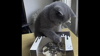 British Shorthair smash the cake/ Prince Henry