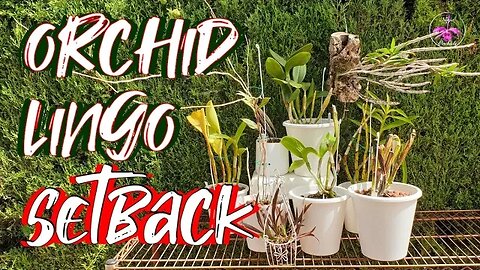 Comprehensive Orchid Guide to SETBACK Overcoming, Preventing & MORE #ninjaorchids