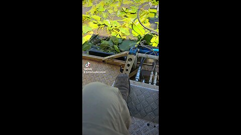 Spatterdock Growing