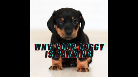 Why your Dog is Barking