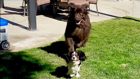 Newfie vs. Cavalier standoff results in adorable comedy