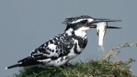 Most beautiful kingfisher pied kingfisher hovering diving for fish and nest site (Ceryle rudis)