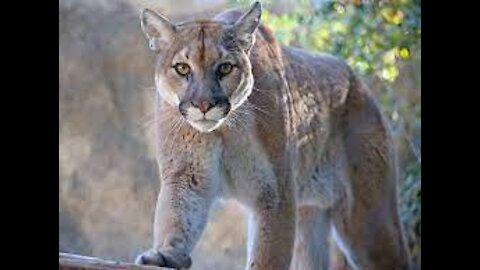 A mountain Lion Crossing the Road,Very Rare Video