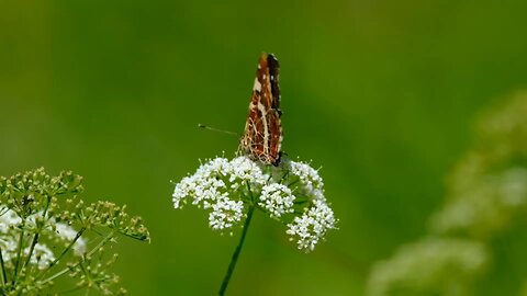 Daucus carota flower