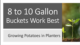 Eight to Ten Gallon Buckets Work Best for Growing Potatoes in Small Spaces