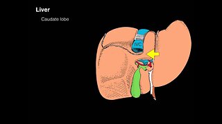 Accessory digestive organs