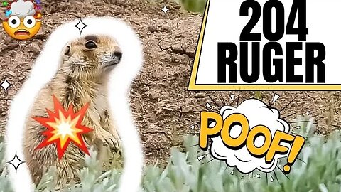 204 Ruger Explodes Prairie Dogs!!! 🤯💥💣🧨
