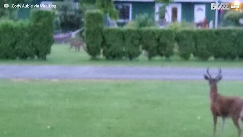 Un puma sème la terreur dans une zone résidentielle