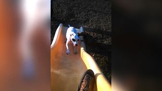 Cute Dogs Fail Climbing Up Slide