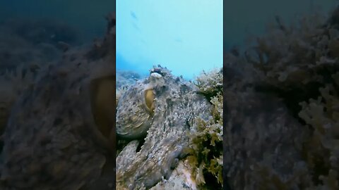 #octopus #scubadiving #marbella #spain #underwaterphotography