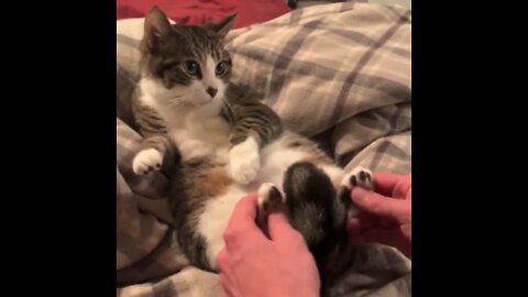 Cat Toe Rubs and Admiration