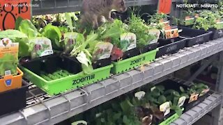 Gambá faz compras em supermercado na Austrália