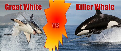 Lone Orca vs Great White: A Marine Showdown