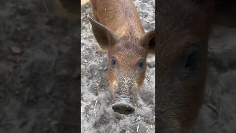 Hello from our friends’ PIG! #animals #vlog #shorts