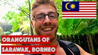 ORANGUTANS IN SARAWAK, BORNEO || TRAVEL MALAYSIA