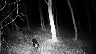 Skunk on trail cam Part 1