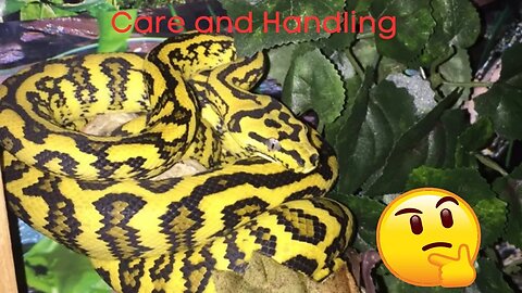 Care and Handing Carpet Python