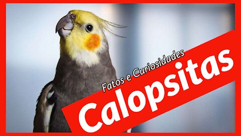 Calopsita - Cockatiel - fatos e curiosidades - Aves domésticas