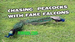 Chasing Peacocks With Fake Falcons, Peacock Minute, peafowl.com