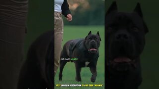 Cane Corso Training and Activity Levels #shorts #dog