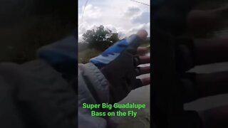 #shorts #bassfishing #fishing #flyfishing #texas Huge Guadalupe Bass on a Fly Rod #streamer