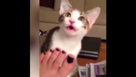 Funny Cats Reaction To Smell Feet Compilation