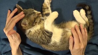 Small Cat Wants a Massage