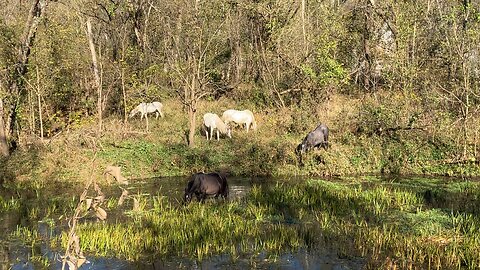 Missouri Wild Horses