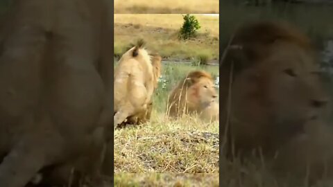 The Big Fight Between 2 Lions Kings / Wildlife at its best
