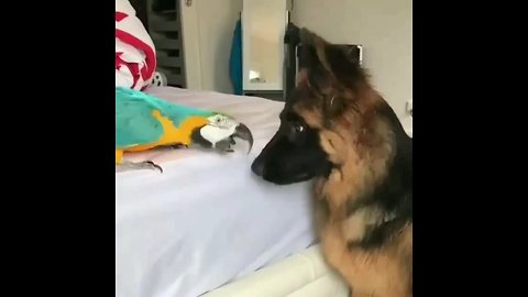 German Shepherd & parrot share incredible friendship