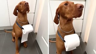 Helpful pup acts as personal toilet paper holder