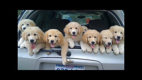 Funniest & Cutest Golden Retriever Puppies - 30 Minutes of Funny Puppy Videos 2022