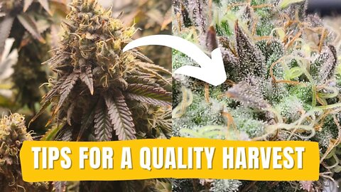 Quick Tips For Harvesting Marijuana #marijuana #viparspectra #orangecookies