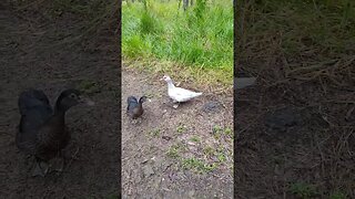 Good Morning Muscovy Girls