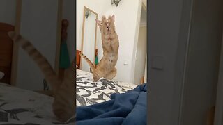 Cat Catches String Mid-Air 😳