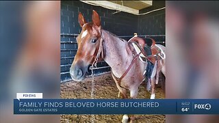 Beloved horse butchered in Collier County, family offering $10k reward